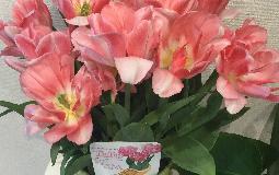 チューリップが満開