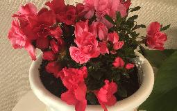 新しいお花が仲間入り????