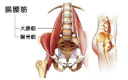 体幹の話①~腸腰筋について~